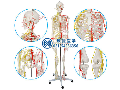 男性全身人体骨骼附主要动脉和神经分布模型