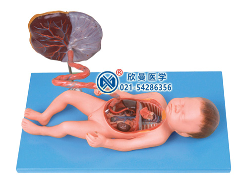 XM-806胎儿血液循环模型,胎儿血液循环及胎盘模型