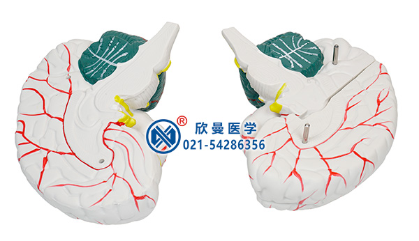 人体大脑模型