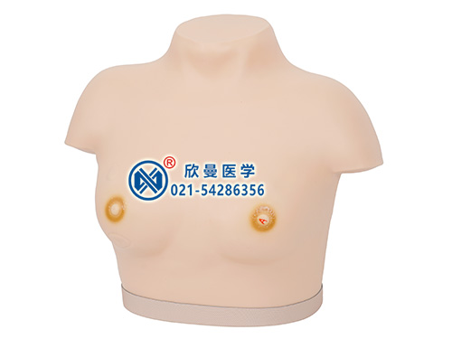 高级乳腺视诊与触诊模型整体结构