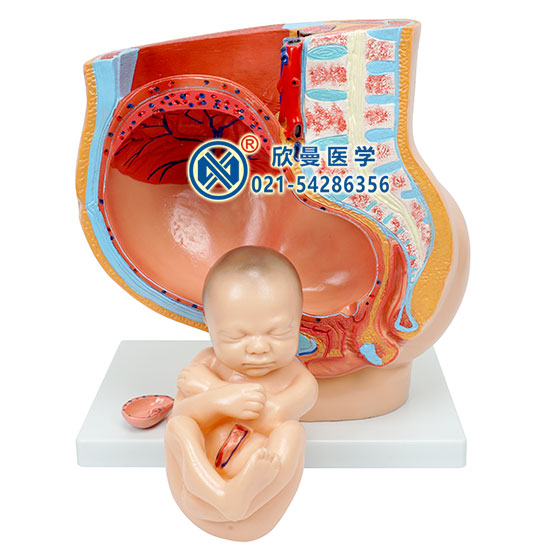 骨盆含妊娠九个月胎儿模型2