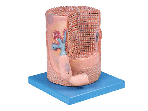 横纹骨骼肌纤维与运动终板放大模型