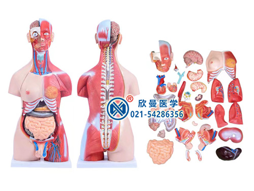 两性肌肉躯干模型