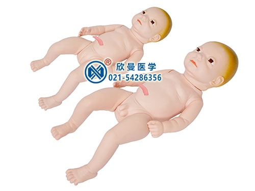 婴儿附脐带模型整体结构