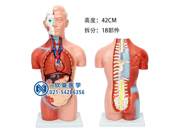 无性人体躯干模型整体结构