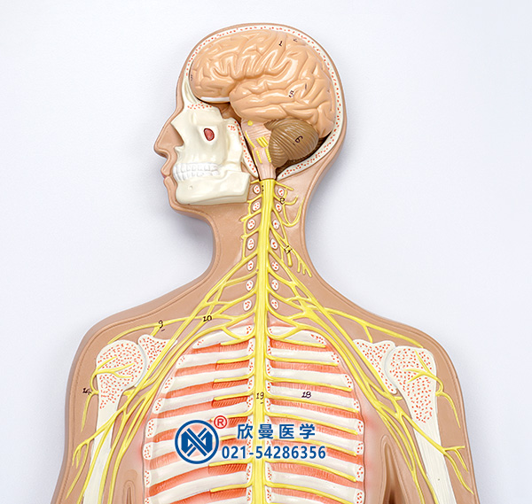 人体神经系统模型