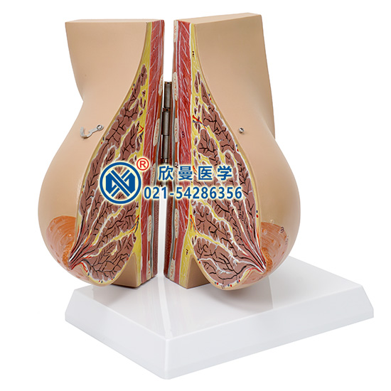 哺乳期女性乳房解剖模型(2部件)