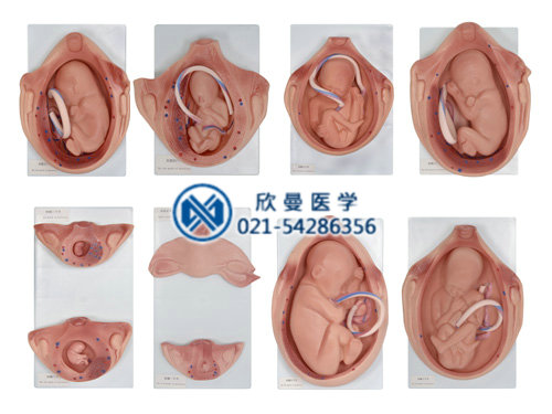 胚胎发育示教模型