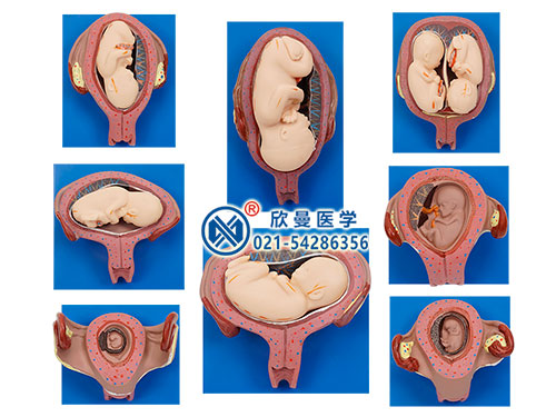 胎儿妊娠发育过程模型