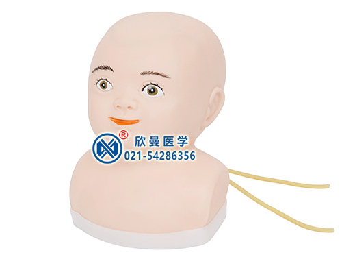 婴儿头部静脉穿刺模型整体结构