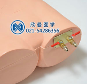 腹腔穿刺模拟人局部结构
