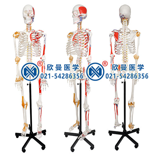 人体骨骼附关节韧带和肌肉起止点着色模型