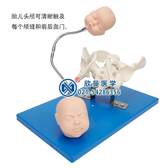 带有胎儿头的骨盆模型1