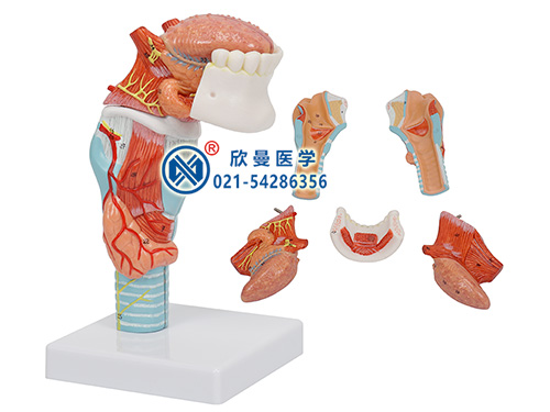 喉连舌牙模型