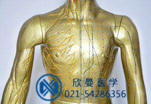 模型胸腹部特征