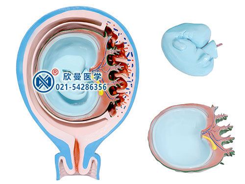 XM-818胎儿胎膜与子宫关系模型
