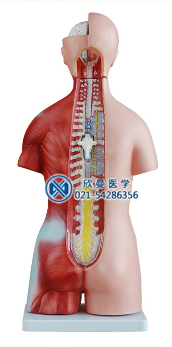 模型拆分后的背部躯干状态