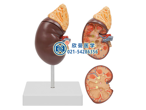 XM-705B肾与肾上腺模型,肾脏解剖放大模型