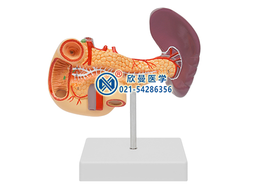 胰、十二指肠和脾模型