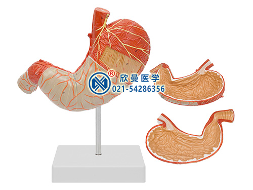 胃肌解剖放大模型