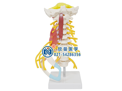 颈椎肌肉带脑干附神经模型