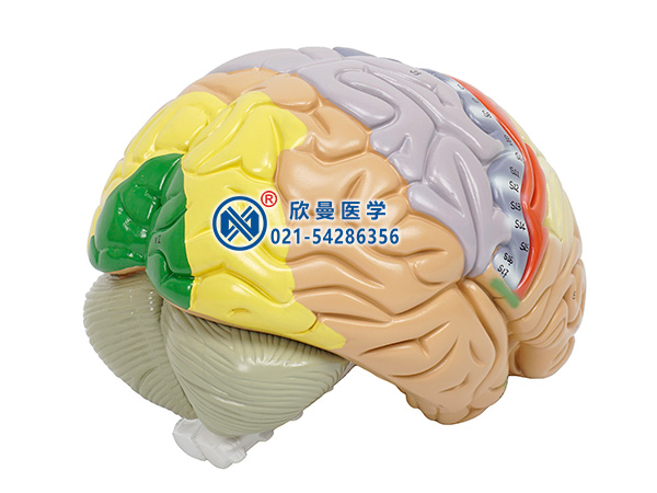 脑解剖模型整体构造1