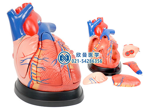 XM-402E心脏解剖放大模型