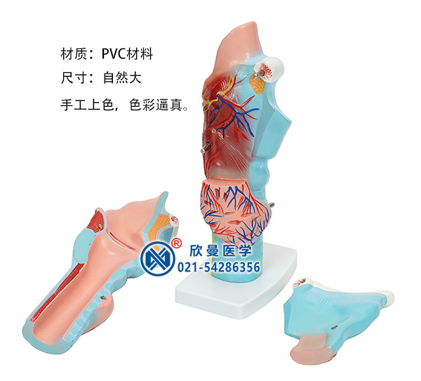 喉软骨(喉解剖模型）可分解为3部件
