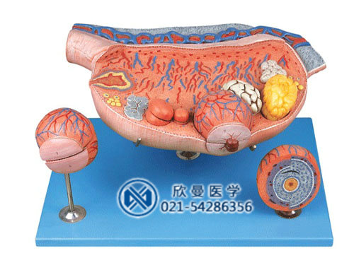XM-814A卵巢解剖和卵泡发育放大模型