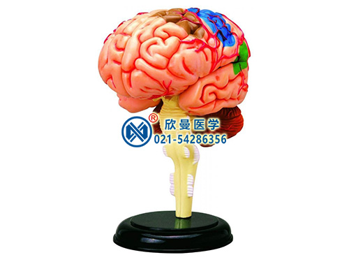 4D脑解剖模型