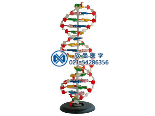 XM-823DNA双螺旋结构模型