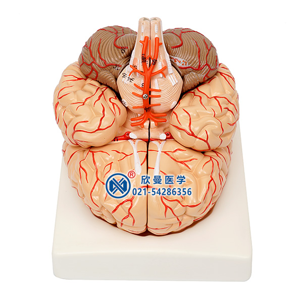 脑及脑动脉模型整体结构