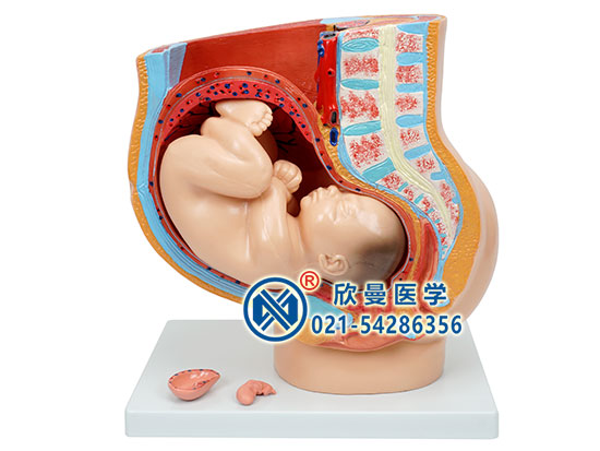 XM-811骨盆含妊娠九个月胎儿模型