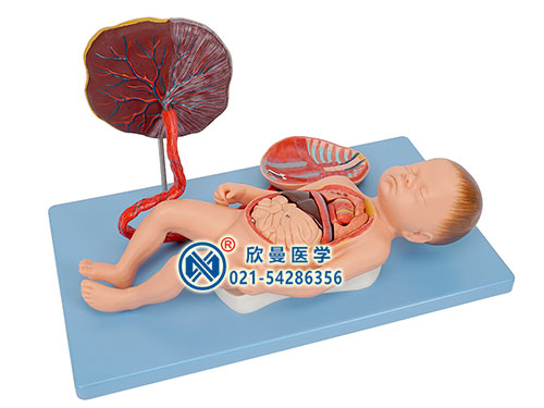 胎盘脐带与胎儿内脏模型