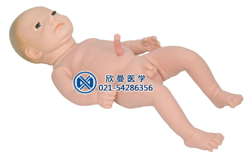 婴儿附脐带模型