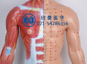 十四电动语言针灸模型胸腹部特征
