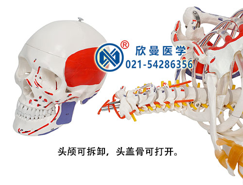 人体骨骼附关节韧带和肌肉起止点着色模型(头颅骨可拆卸)