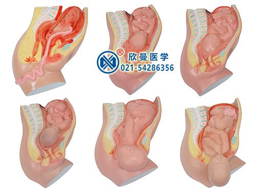 XM-808A足月胎儿分娩过程模型