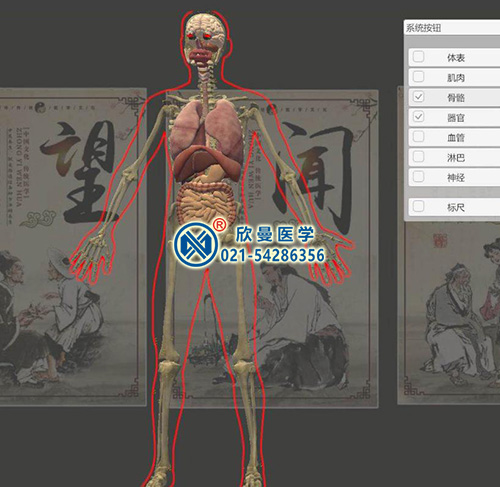3D版多点触控中医经络腧穴解剖教学系统