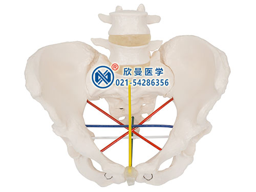 女性骨盆测量示教模型