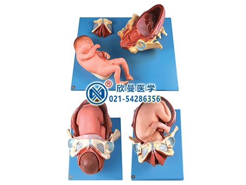 XM-808足月胎儿分娩过程模型