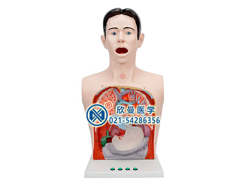 XM-XW带警示透明洗胃机制模型,透明洗胃训练模型