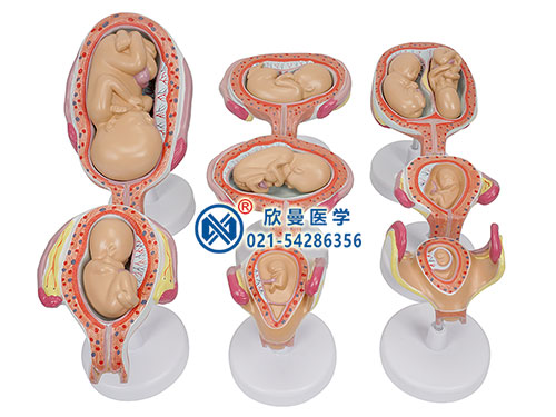 XM-801胎儿发育过程模型,宫内发育示教模型