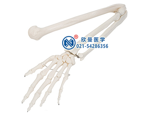 上肢骨模型（手臂骨模型）