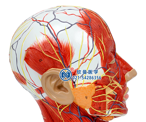 头部正中矢状切面附血管神经模型(头部血管神经)