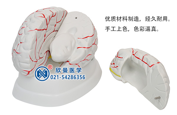 脑解剖模型(分解为2部件)