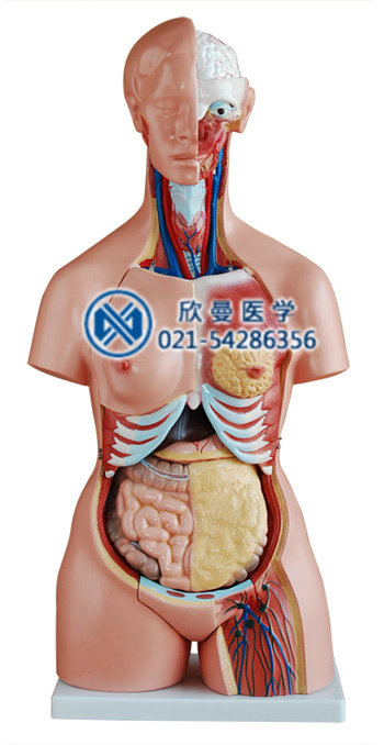 人体内脏器官模型整体结构