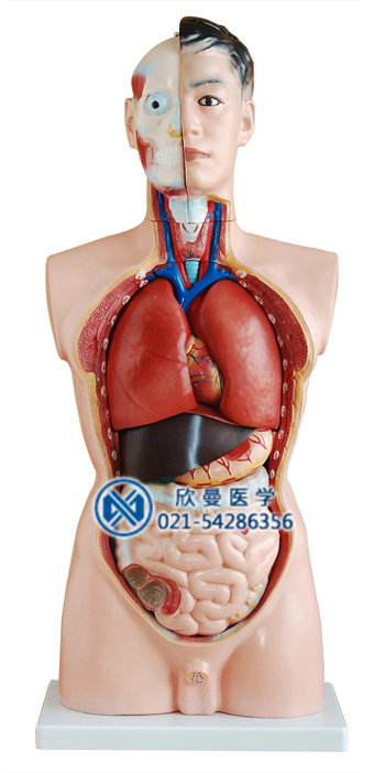 男性人体躯干模型整体结构