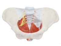 女性骨盆附盆底肌和神经模型