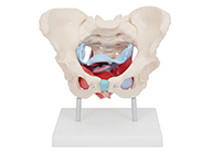 女性骨盆及盆底肌肉模型
